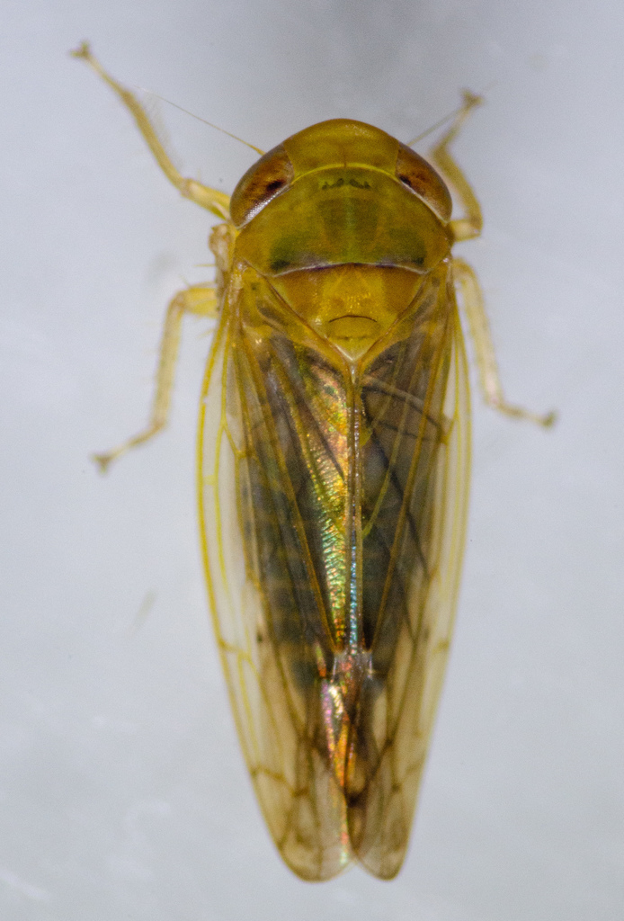 Eutettix latus