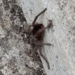 Dugesiella anitahoffmannae