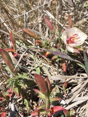 Clarkia rubicunda