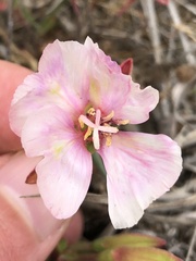 Clarkia rubicunda