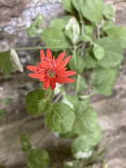 Silene rotundifolia