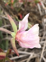 Clarkia rubicunda