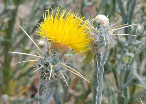 Centaurea solstitialis iNat (2)