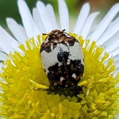 Anthrenus isabellinus