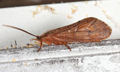 Ptilostomis ocellifera