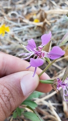 Clarkia borealis borealis
