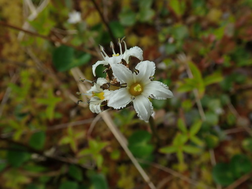Deercabbage (Nephrophyllidium crista-galli)