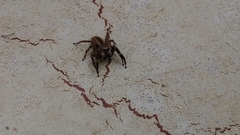 Salticidae