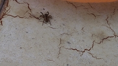 Salticidae