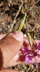 Clarkia borealis borealis