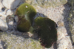 Codium spongiosum