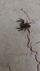 Salticidae