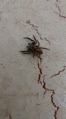Salticidae