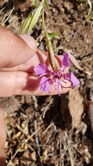 Clarkia borealis borealis