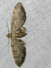 Eupithecia abbreviata