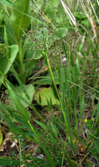 Dichanthelium implicatum