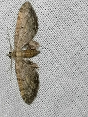Eupithecia abbreviata