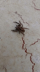 Salticidae