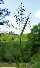 Dichanthelium implicatum