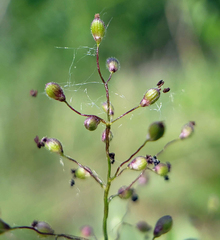 Dichanthelium implicatum