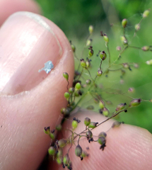 Dichanthelium implicatum