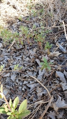 Clarkia borealis borealis