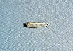 Parapediasia decorellus