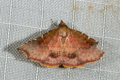 Corgatha omopis