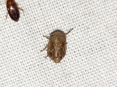 Clastoptera querci
