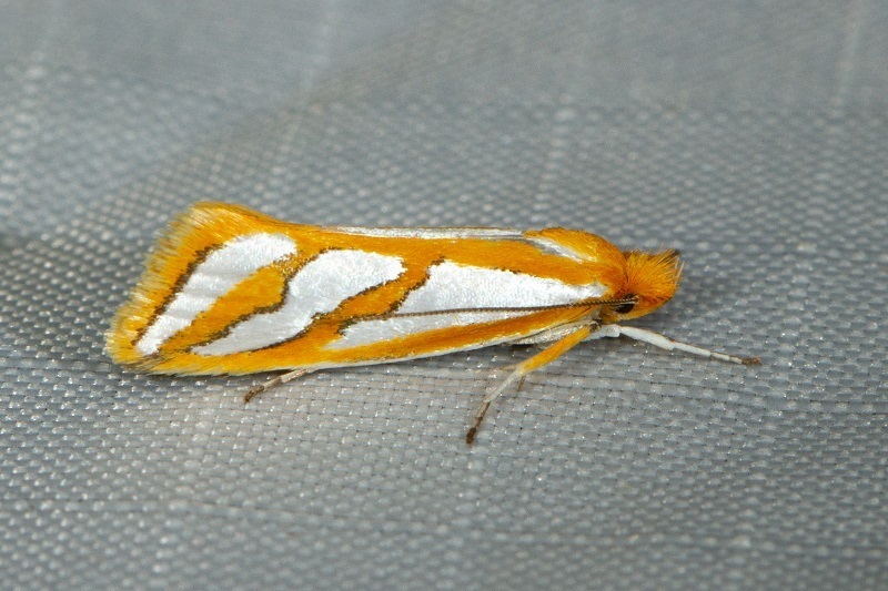 Thudaca mimodora