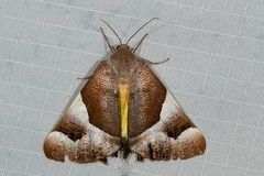 Niceteria macrocosma