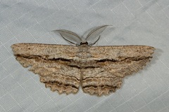 Scioglyptis loxographa