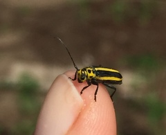 Saperda puncticollis