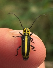 Saperda puncticollis
