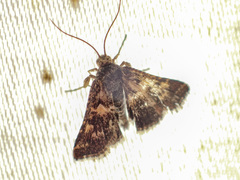 Oenogenes fugalis