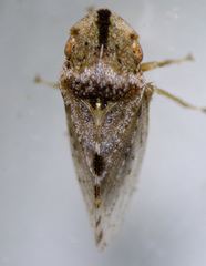 Xerophloea peltata