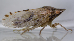 Xerophloea peltata