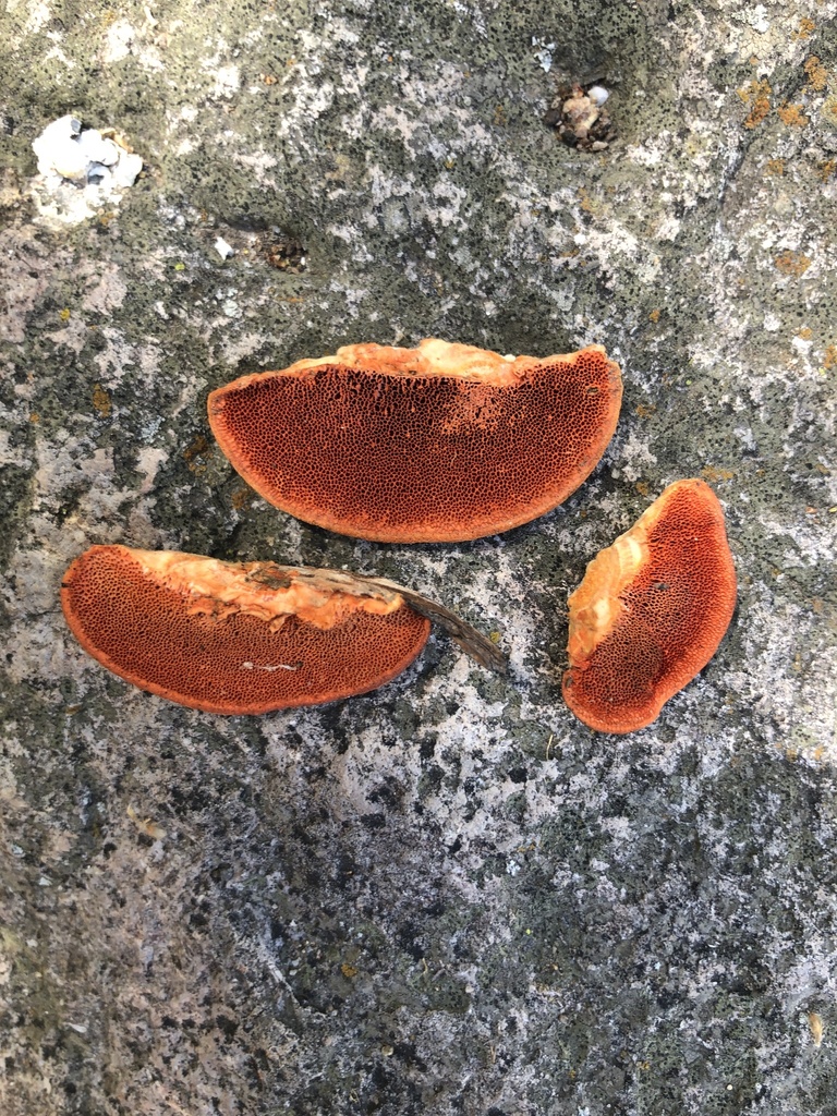 Trametes sp. 'cinnabarina-TAC113'
