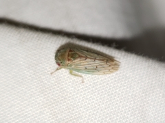 Polana quadrinotata