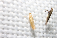 Caloptilia bimaculatella