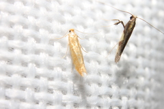 Caloptilia bimaculatella