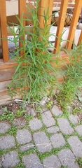 Angiospermae