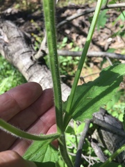 Stachys stebbinsii