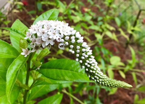 Gooseneck Loosestrife
