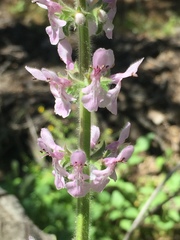 Stachys stebbinsii