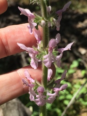 Stachys stebbinsii