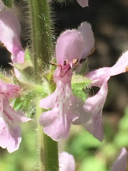 Stachys stebbinsii