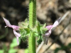 Stachys stebbinsii