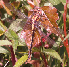 Ophiogomphus susbehcha