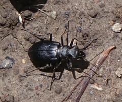 Cicindela nebraskana